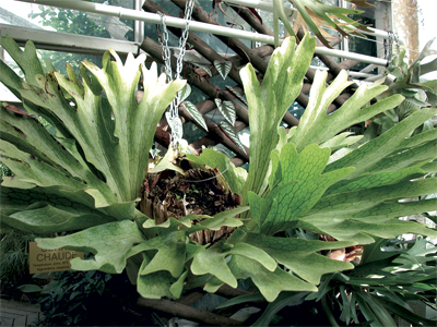 Regal Elkhorn Fern